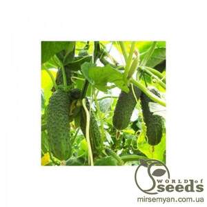 Огірок Сігурд F1 Sigurd F1 - 500 насінин (Enza Zaden)