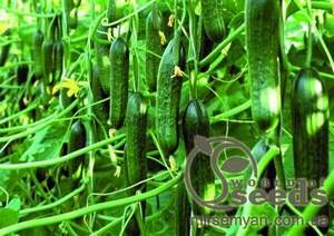 Огірок Трістан F1 Tristan - 500 насінин (Enza Zaden)