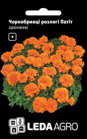 Чорнобривці розлогі 