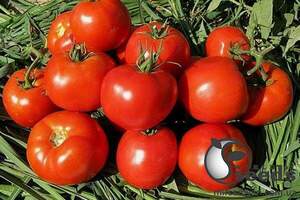 Томат 