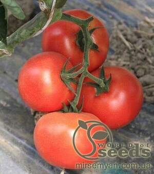 Томатний індетерм. 