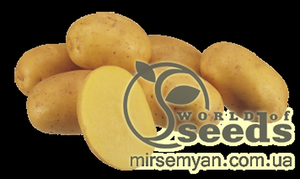 Насіннєвий сорт картоплі Насіннєвий сорт картоплі