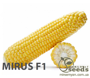 Кукурудза цукрова 