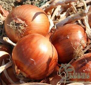 Цибуля РАНКО F1 (RANKO F1) 250 000 с. Cora Seeds