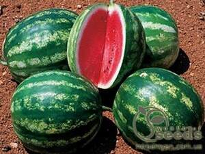 Кавун ранній 