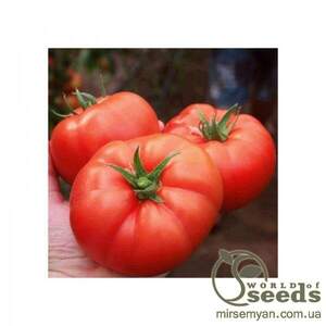 Томат 