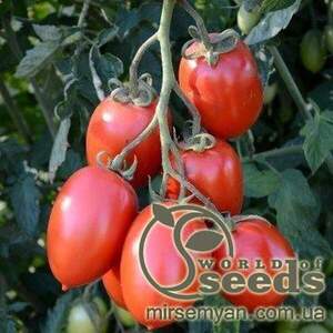 Томат 