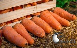 Морква Мірафлорес 1,4-1,6 F1 100 000 с. Клоз (Clause)