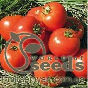 Томат 