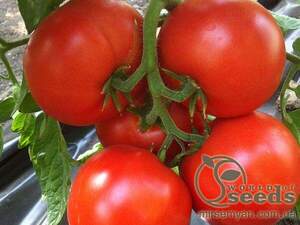 Томат 