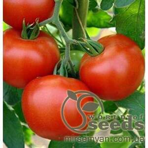 Томат Юсуф 408 F1 - 500 насінин (Enza Zaden)