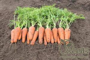 Морква Кесена F1 (2,0-2,2 мм) 100 000 с. Бейо (Bejo)