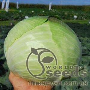 Капуста білокачанна Марабу F1 - 10 000 насінин Клоз, (Clause)