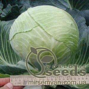 Капуста білокачанна Скіф 2500 насінин Клоз, (Clause)