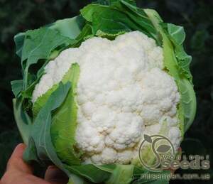 Капуста цвітна 