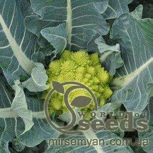 Капуста цвітна Джитано F1 – 10 000 с. Клоз (Clause)