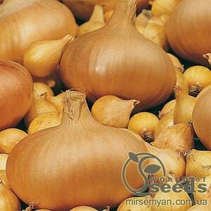 Цибуля саджанка озима Штутгартер Стенфілд/ Stuttgarter Stenfild 1 кг Netherlands