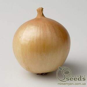 Насіння цибулі 