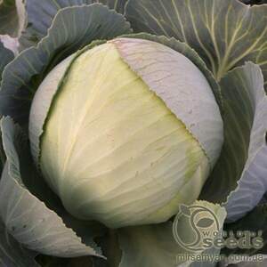 Капуста білокачанна 