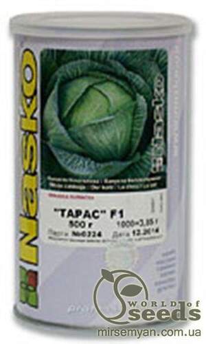 Капуста пізня Капуста пізня