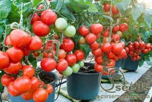 Томат 