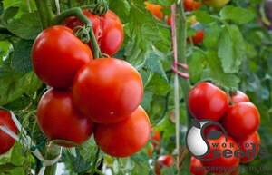 Томат 