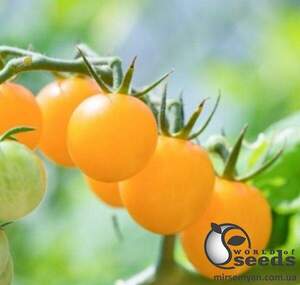 Томат Голдвін F1 250 насінин, Клоз (Clause)