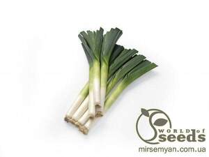 Цибуля порей 