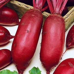 Буряк Родена F1 100 000 насінин (Sakata)