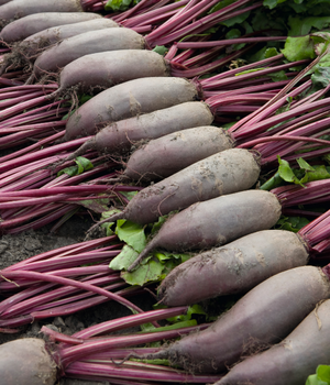 Буряк Таунус F1 - 5000 насінин (Bejo Zaden)