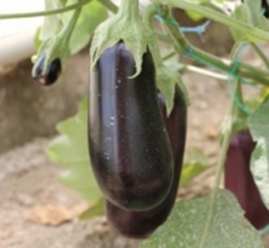 Баклажани AMG 7051 F1, 1000  нас.