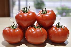Томат 