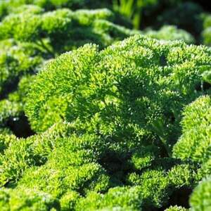 Петрушка Ріна 10 г Рік Цваан, (Rijk Zwaan)