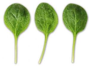 Шпинат 