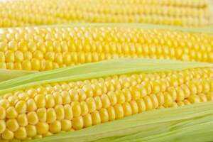 Кукурудза цукрова Тайсон F1  100 000 н. Сингента (Syngenta)