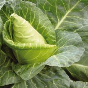 Капуста конічна 