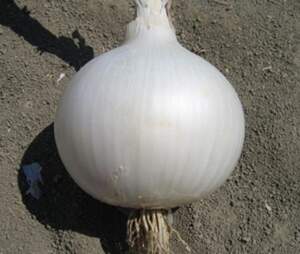 Насіння цибулі 