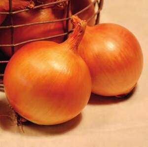 Насіння цибулі 