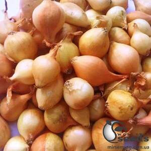 Цибуля саджанка  Франциско 10 кг  (Netherlands)