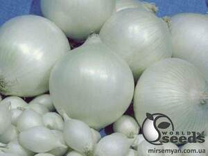 Цибуля саджанка Стерлінг 10 кг (Netherlands)