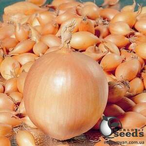 Цибуля саджанка  Оліна 10 кг (Netherlands)