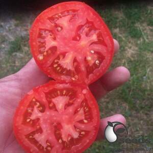 Насіння томату 