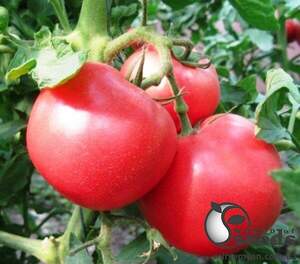 Насіння томату 