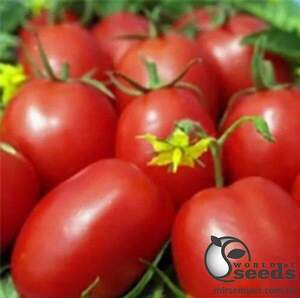 Насіння томату 