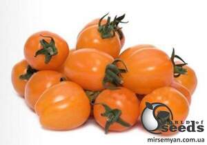 Насіння томату 