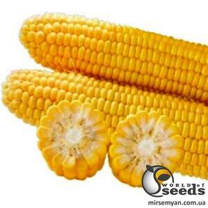 Сахарна кукурудза 