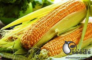 Сахарна кукурудза 