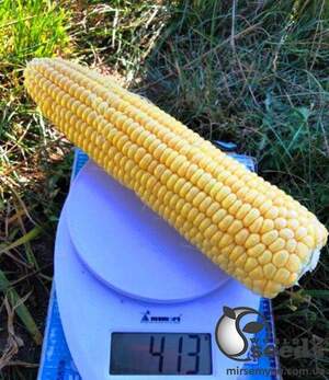 Сахарна кукурудза 