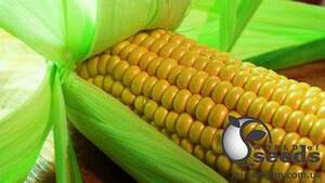Сахарна кукурудза 