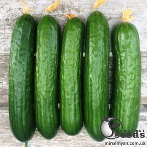 Насіння огірка 